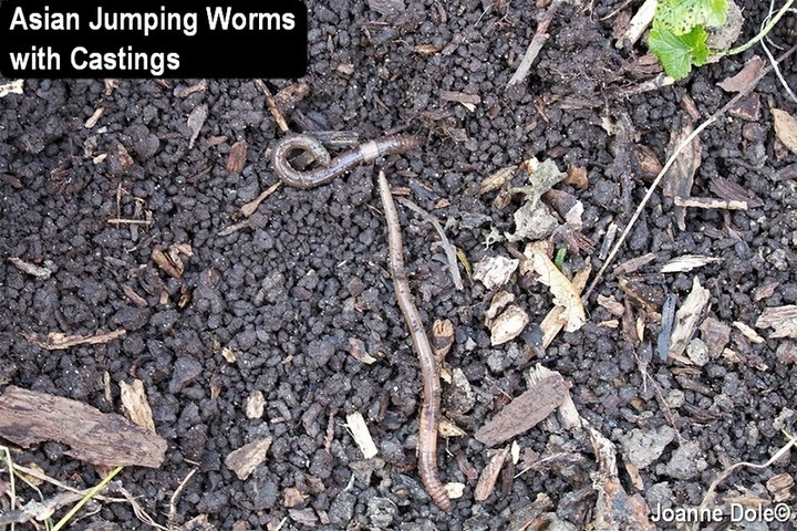 Worms in dirt with text "Asian Jumping Worms with Castings"